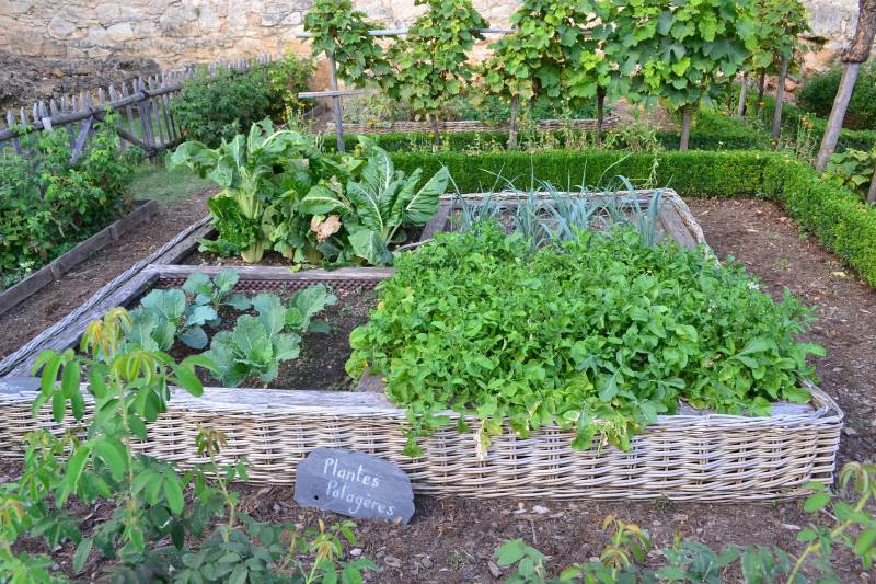 Le gratin de Blettes, la recette de saison par votre Maraîcher à Eysines en Gironde